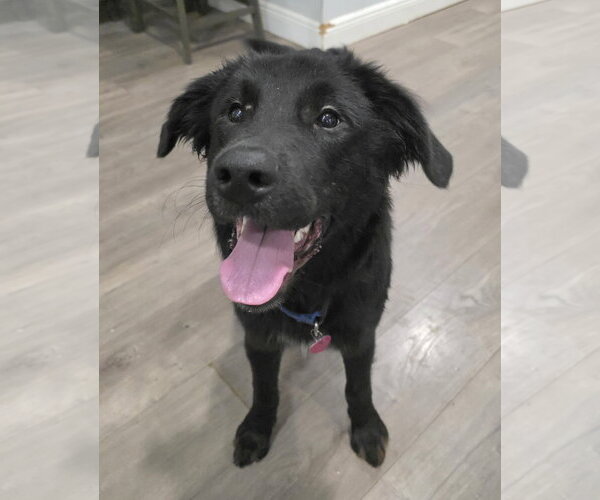 Medium Photo #1 German Shepherd Dog-Unknown Mix Puppy For Sale in Royal Palm Beach, FL, USA