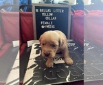 Small Photo #3 Golden Retriever Puppy For Sale in ONTARIO, CA, USA