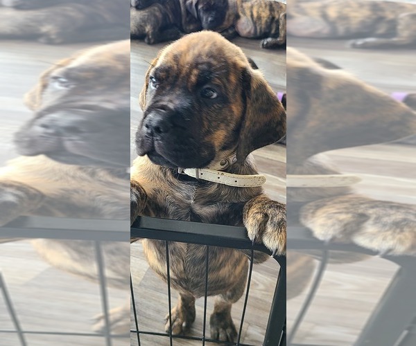 Medium Photo #1 Cane Corso Puppy For Sale in PORTLAND, OR, USA