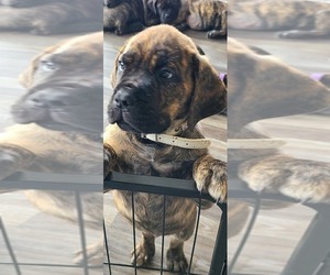 Medium Cane Corso