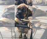 Puppy 3 Cane Corso