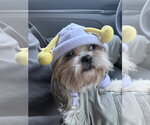 Small Photo #2 Shih Tzu-Unknown Mix Puppy For Sale in Mooresville, NC, USA
