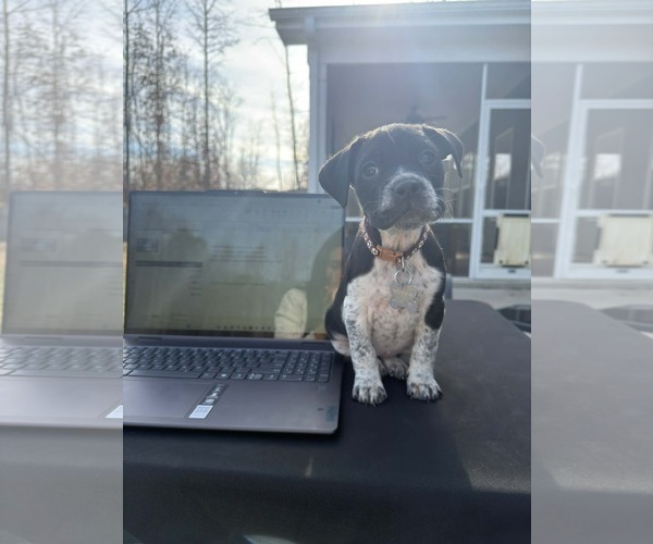 Medium Photo #2 Mutt Puppy For Sale in Holly Springs, NC, USA
