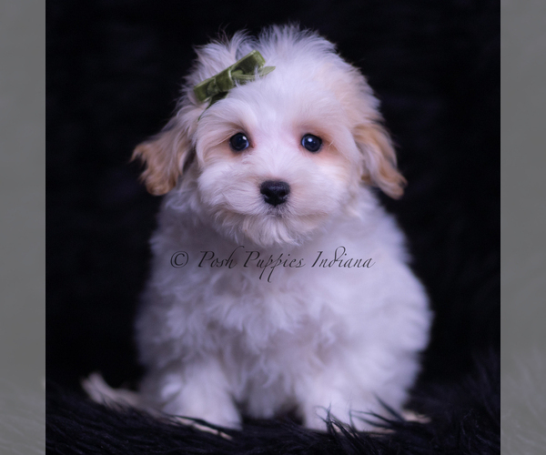 Medium Photo #4 Maltipoo (Toy) Puppy For Sale in WARSAW, IN, USA