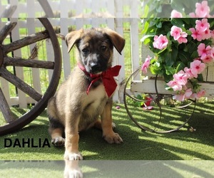 German Shepherd Dog Puppy for sale in GRIFFIN, GA, USA