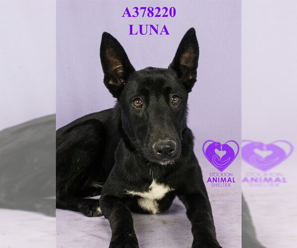 Medium Photo #2 German Shepherd Dog-Unknown Mix Puppy For Sale in Stockton, CA, USA