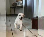 Small #3 Chihuahua Mix