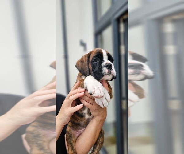Medium Photo #6 Boxer Puppy For Sale in VICTORIA, TX, USA
