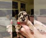 Puppy 7 Catahoula Leopard Dog