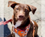 Small #10 Chocolate Labrador retriever Mix