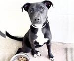 Small #1 Labrador Retriever Mix