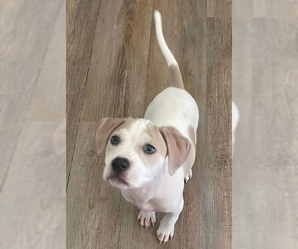 Medium Photo #2 American Pit Bull Terrier-Unknown Mix Puppy For Sale in New London, WI, USA