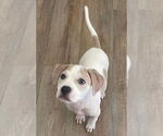 Small Photo #2 American Pit Bull Terrier-Unknown Mix Puppy For Sale in New London, WI, USA