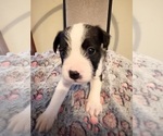 Puppy 2 Boston Terrier-Jack Russell Terrier Mix