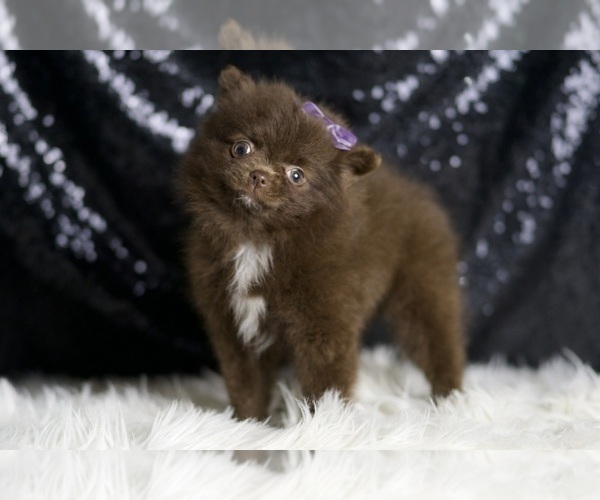 Medium Photo #3 Pomeranian Puppy For Sale in WARSAW, IN, USA