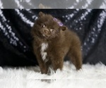 Small Photo #81 Pomeranian Puppy For Sale in WARSAW, IN, USA
