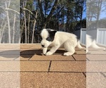 Small Photo #4 Border Collie-Siberian Husky Mix Puppy For Sale in ENGLISH, IN, USA