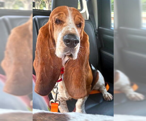 Medium Photo #1 Basset Hound Puppy For Sale in Deepwater, NJ, USA