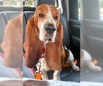 Small Basset Hound