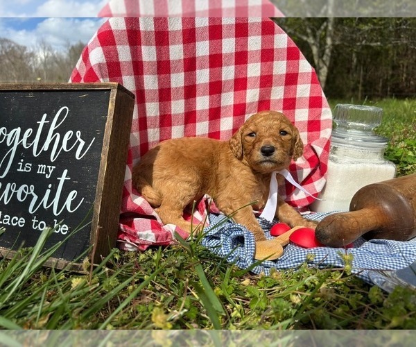 Medium Photo #12 Goldendoodle Puppy For Sale in LEBANON, TN, USA