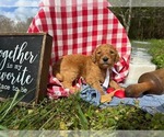 Small #11 Goldendoodle