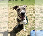 Small #3 Catahoula Leopard Dog-Labrador Retriever Mix