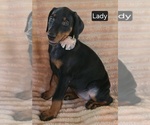 Small #3 Doberman Pinscher