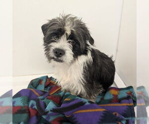 Mutt Dogs for adoption in Chico, CA, USA