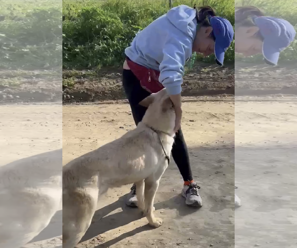 Medium Photo #2 German Shepherd Dog-Unknown Mix Puppy For Sale in Kankakee, IL, USA