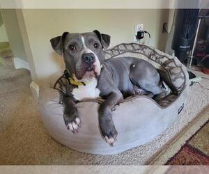 American Pit Bull Terrier Dogs for adoption in Charlotte, NC, USA