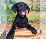 Small Labrador Retriever Mix