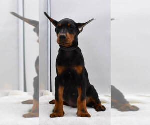 Doberman Pinscher Puppy for sale in LAFAYETTE, LA, USA