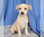 Small #1 Chihuahua Mix