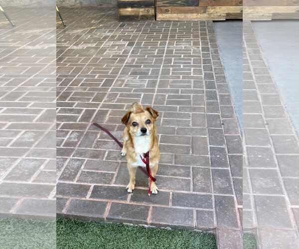Medium Photo #6 Chiweenie Puppy For Sale in Escondido, CA, USA