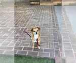 Small #5 Chiweenie