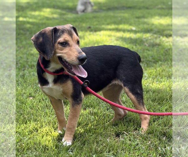 Medium Photo #2 Beagle Puppy For Sale in Yardley, PA, USA