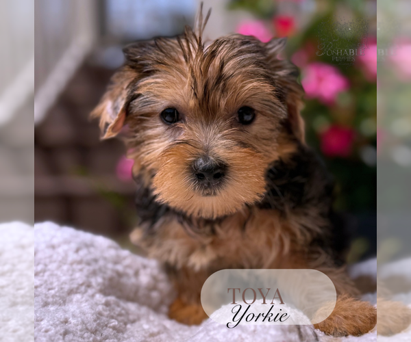 Medium Photo #4 Yorkshire Terrier Puppy For Sale in ELMHURST, IL, USA