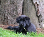 Small Photo #5 Labrador Retriever Puppy For Sale in HYDE PARK, VT, USA