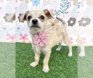 Medium Chihuahua Mix