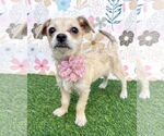 Small Chihuahua Mix