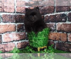 Pomeranian Puppy for sale in BEL AIR, MD, USA