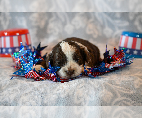 Medium Photo #2 Havapoo Puppy For Sale in GUTHRIE, KY, USA