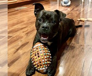 Boxer-Unknown Mix Dogs for adoption in Spring Lake, NC, USA