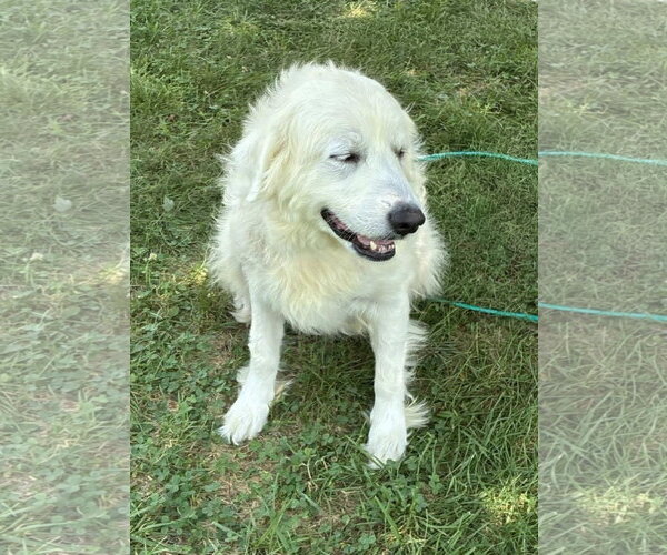 Medium Photo #2 Great Pyrenees Puppy For Sale in Croydon, NH, USA