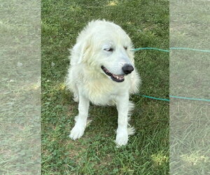PYRA - Female Great Pyrenees Dog for Adoption - Photo #2