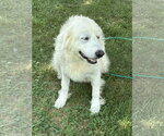 Small Photo #2 Great Pyrenees Puppy For Sale in Croydon, NH, USA