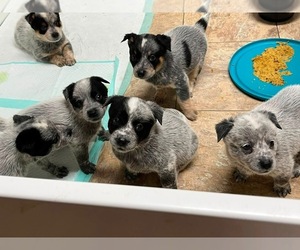 Australian Cattle Dog Litter for sale in NORTH TONAWANDA, NY, USA