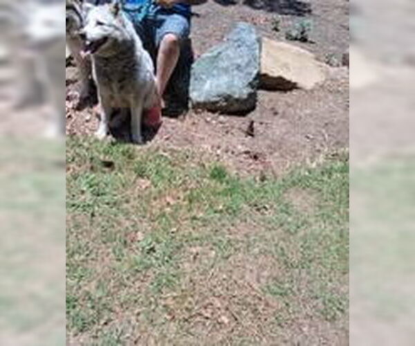 Medium Photo #2 Siberian Husky Puppy For Sale in Pacific grove , CA, USA