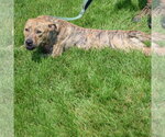 Small #3 American Staffordshire Terrier-Bull Terrier Mix