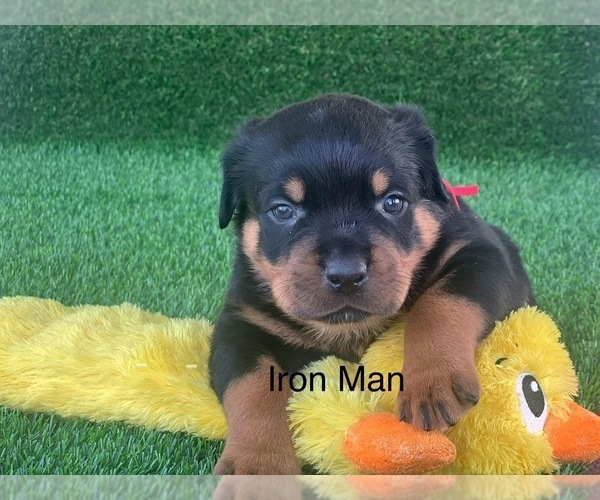 Medium Photo #10 Rottweiler Puppy For Sale in HOPKINSVILLE, KY, USA